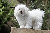 BICHON BOLONAIS 008